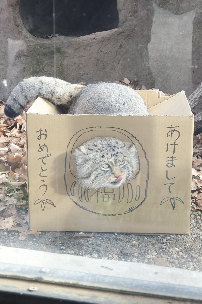 期待を裏切らないロータス。

#埼玉県こども動物自然公園 #マヌルネコ #ロータス