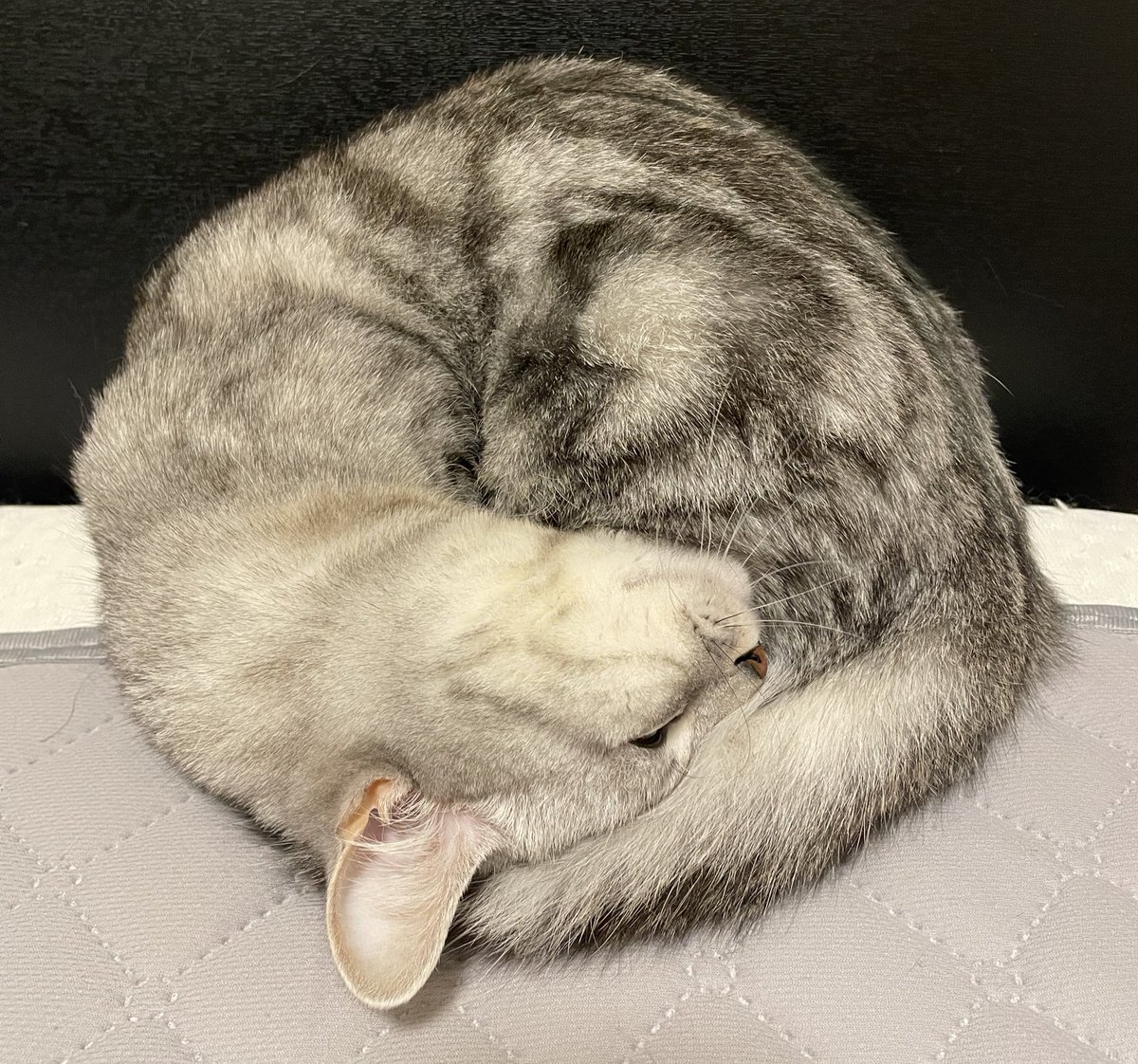 おらふくん☃️ (@yukiorajp) / Posts / X