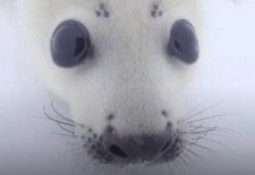 777gprotein's tweet image. 