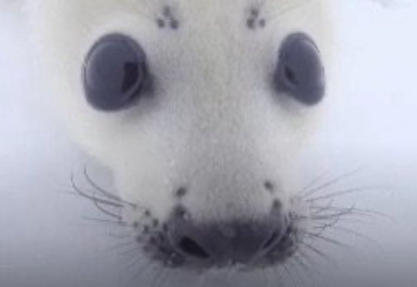 777gprotein's tweet image. 