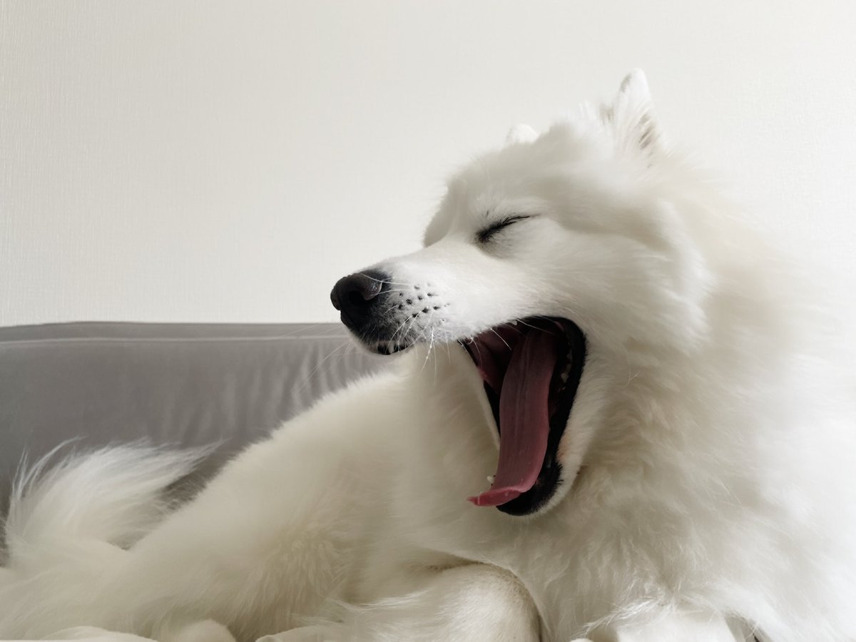 nupisamo's tweet image. まだまだ寝ていたいサモエド