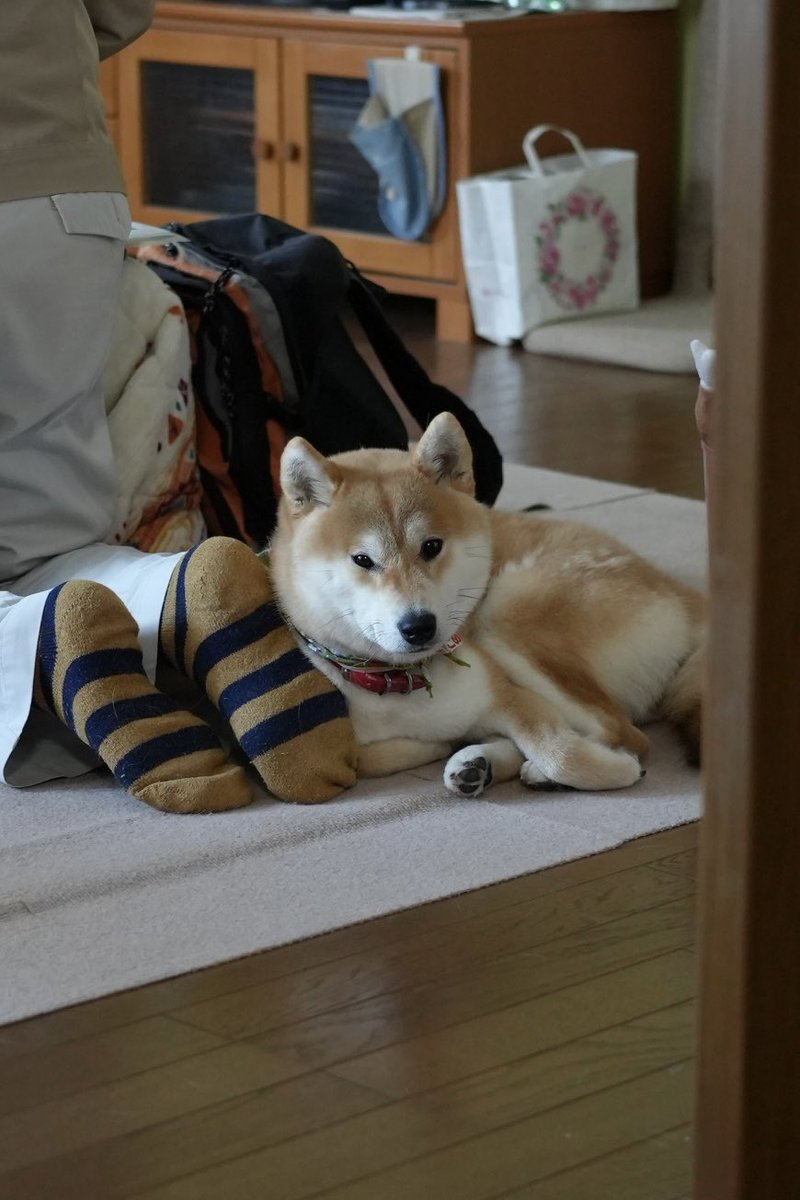 柴犬こめ1歳 (@shibainukome) / Highlights / X