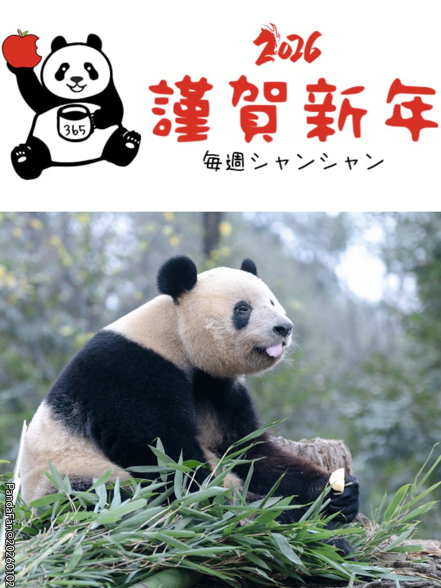 専用　シャンシャン　彩浜　楓浜 2024年8月 | パンダフル