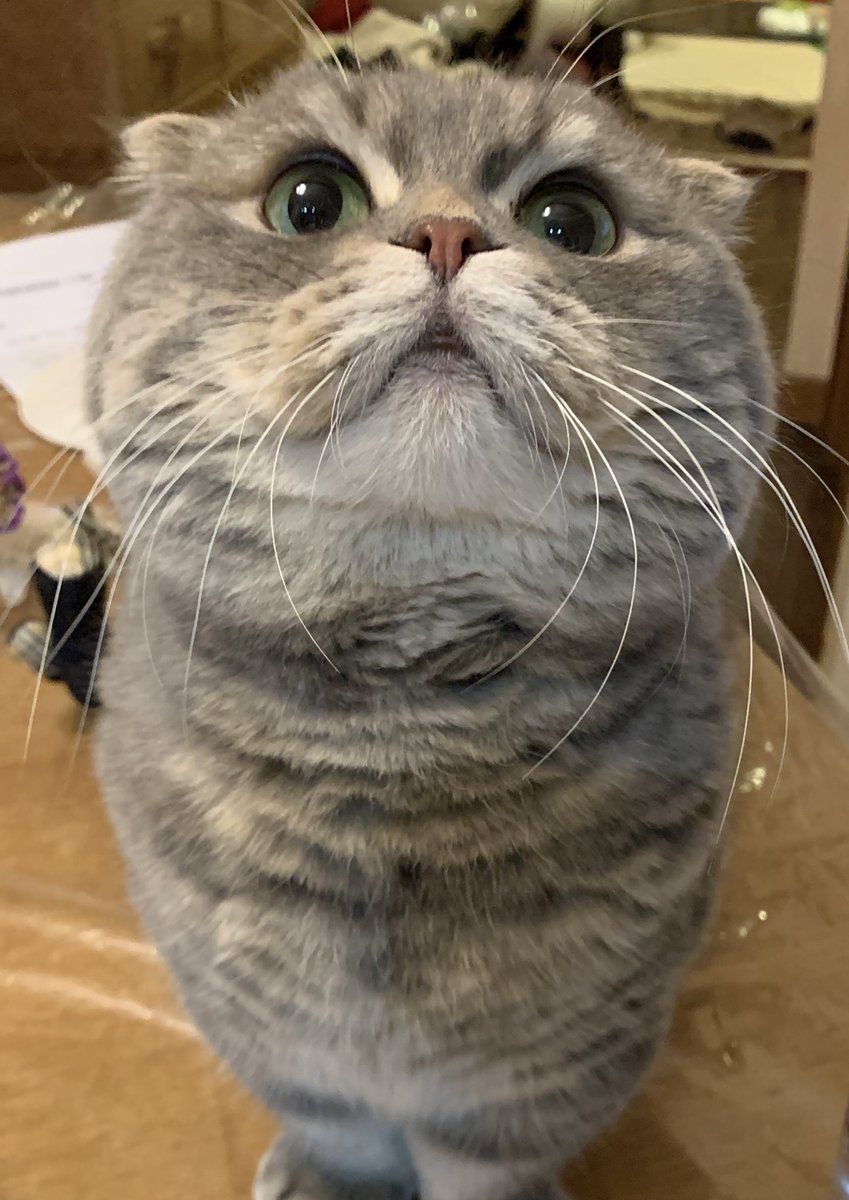 2026年元旦
たこやき、5歳になりました！
今年もよろしくね🎍🐙🎍✨