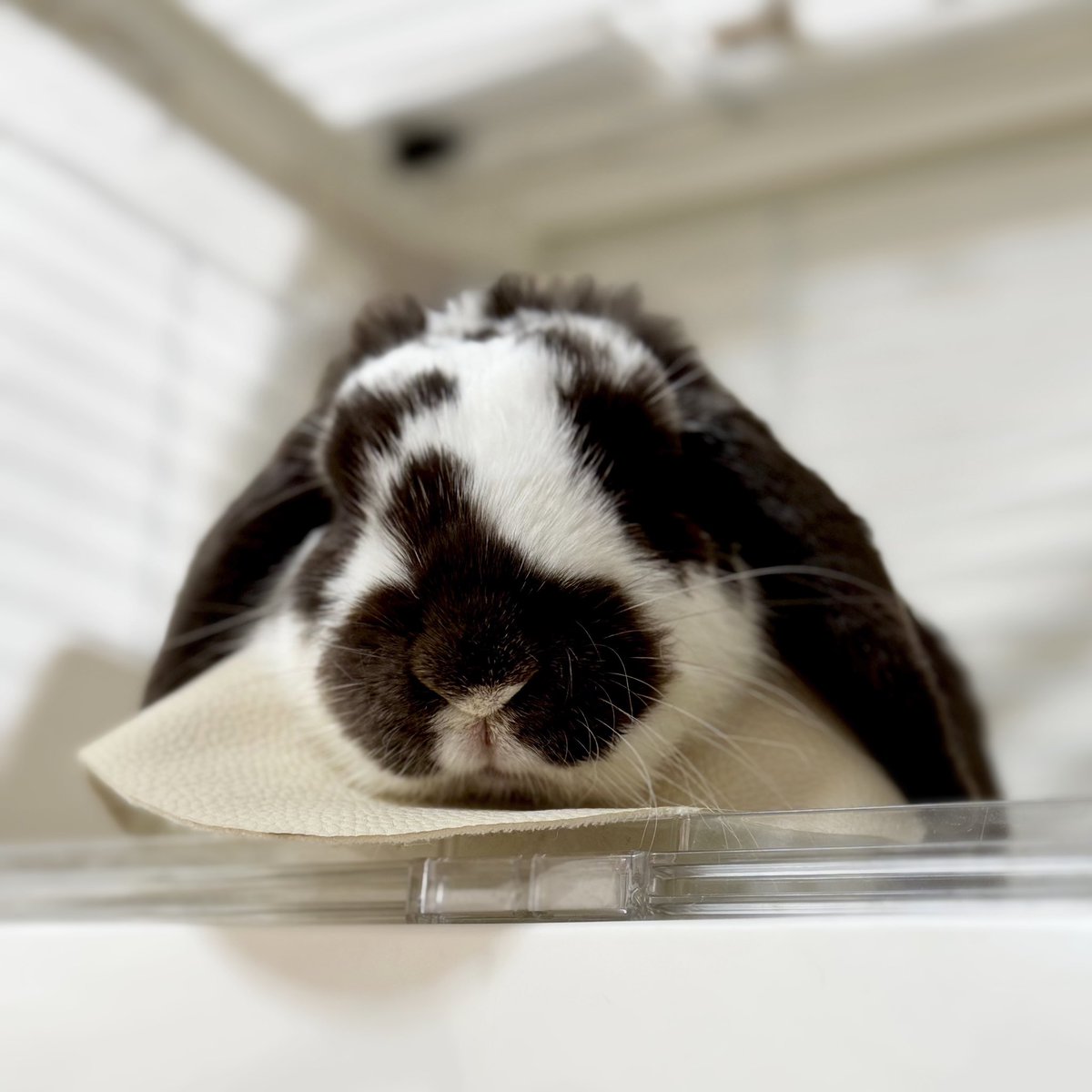 ぽっけさん

かわいいね🌸🐰🌸

もう少しでカラーはずしてOKだよ