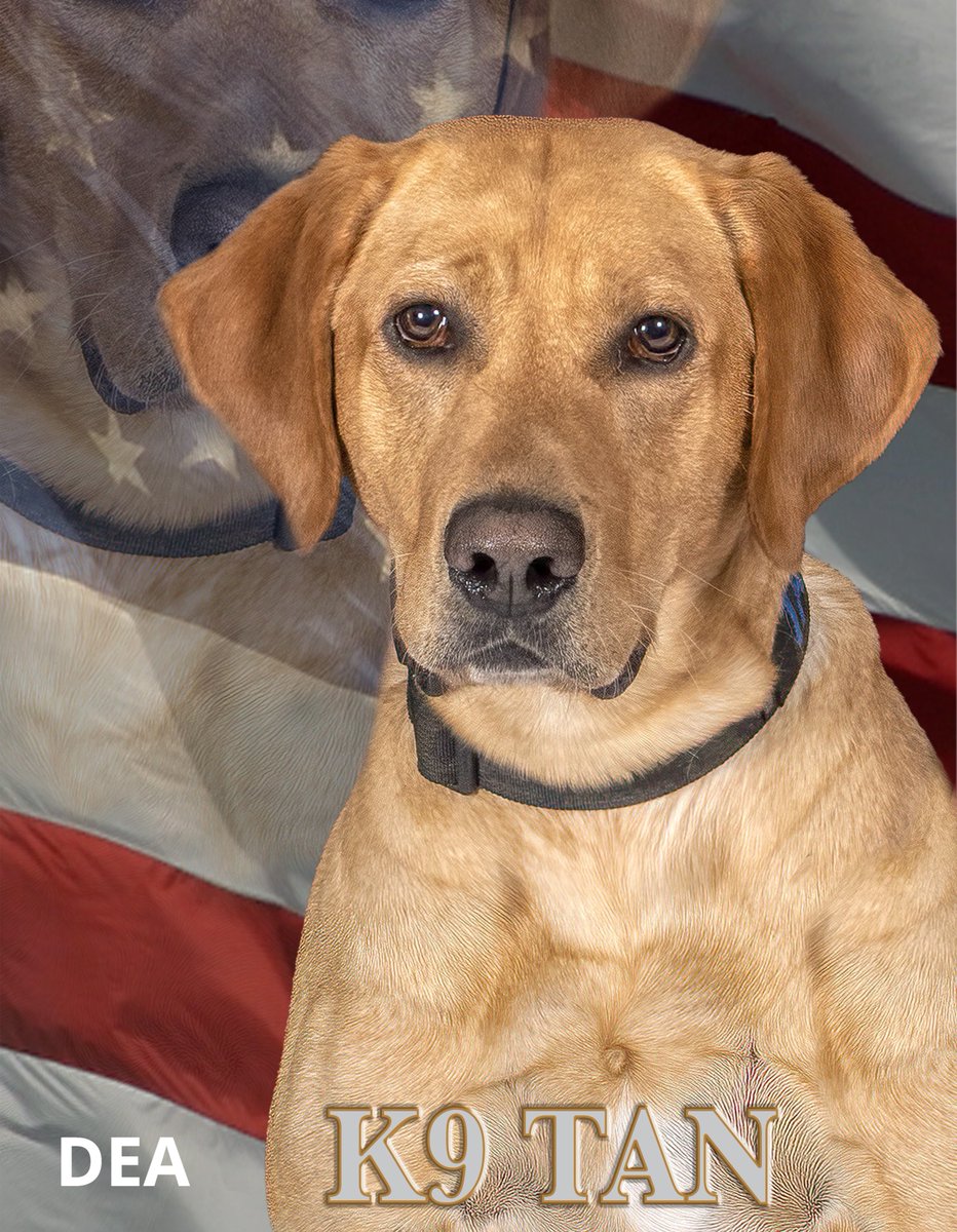 Thankful to have K-9 Tan &amp; his handler, Task Force Officer “Chip,” assisting DEA’s efforts to rid the Philadelphia area of drug traffickers. #FentanylFreeAmerica @deahq
