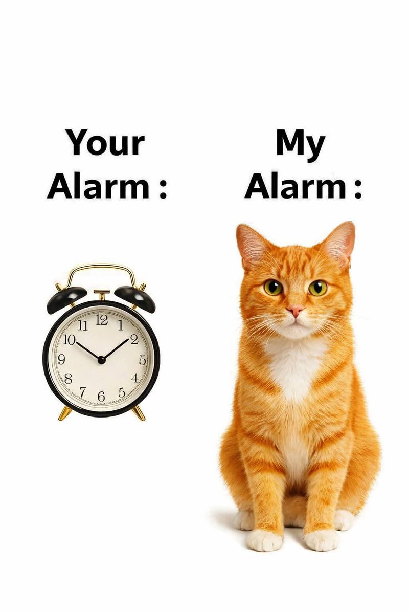 Snotz Casebere (@snotzthecat) on Twitter photo 