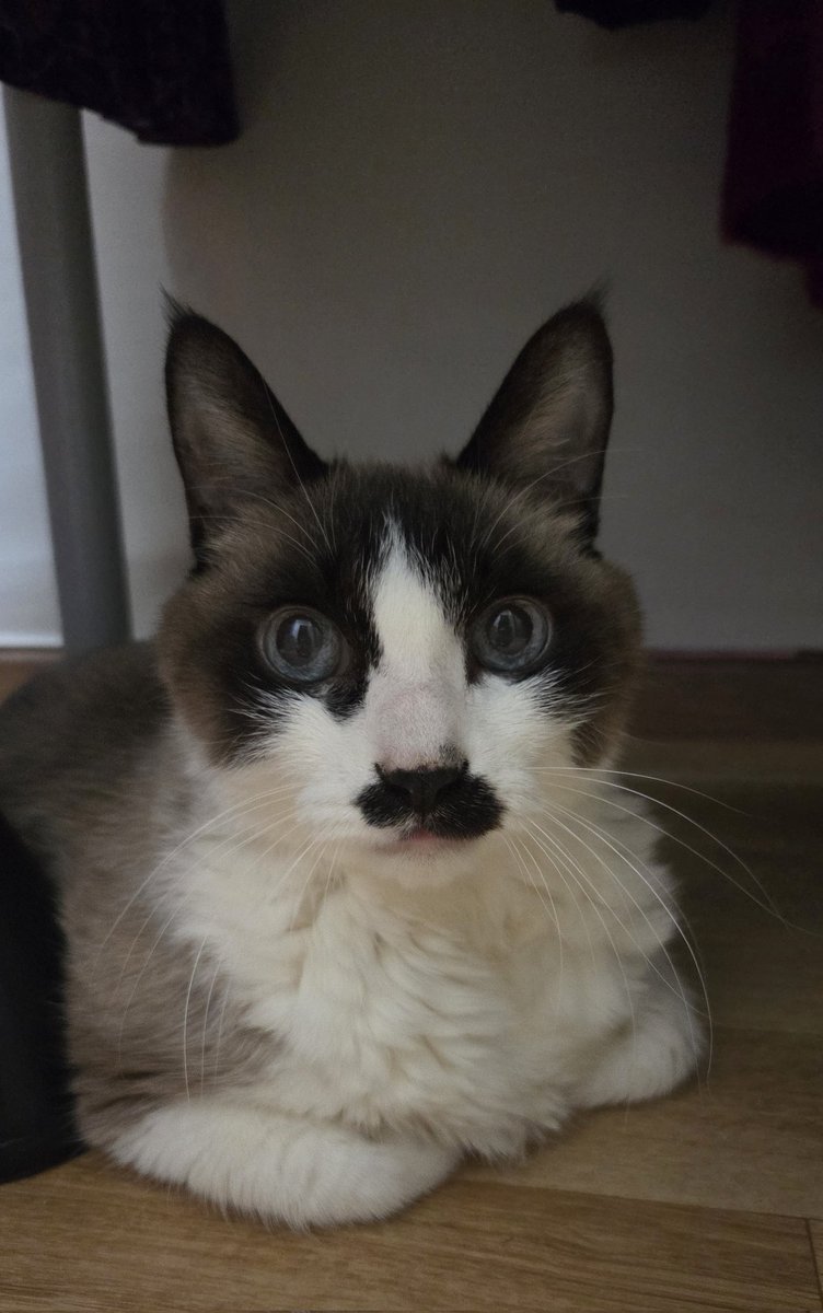 올해 한국나이 18살 건강한 우리 둥이 기 받아가세요😺