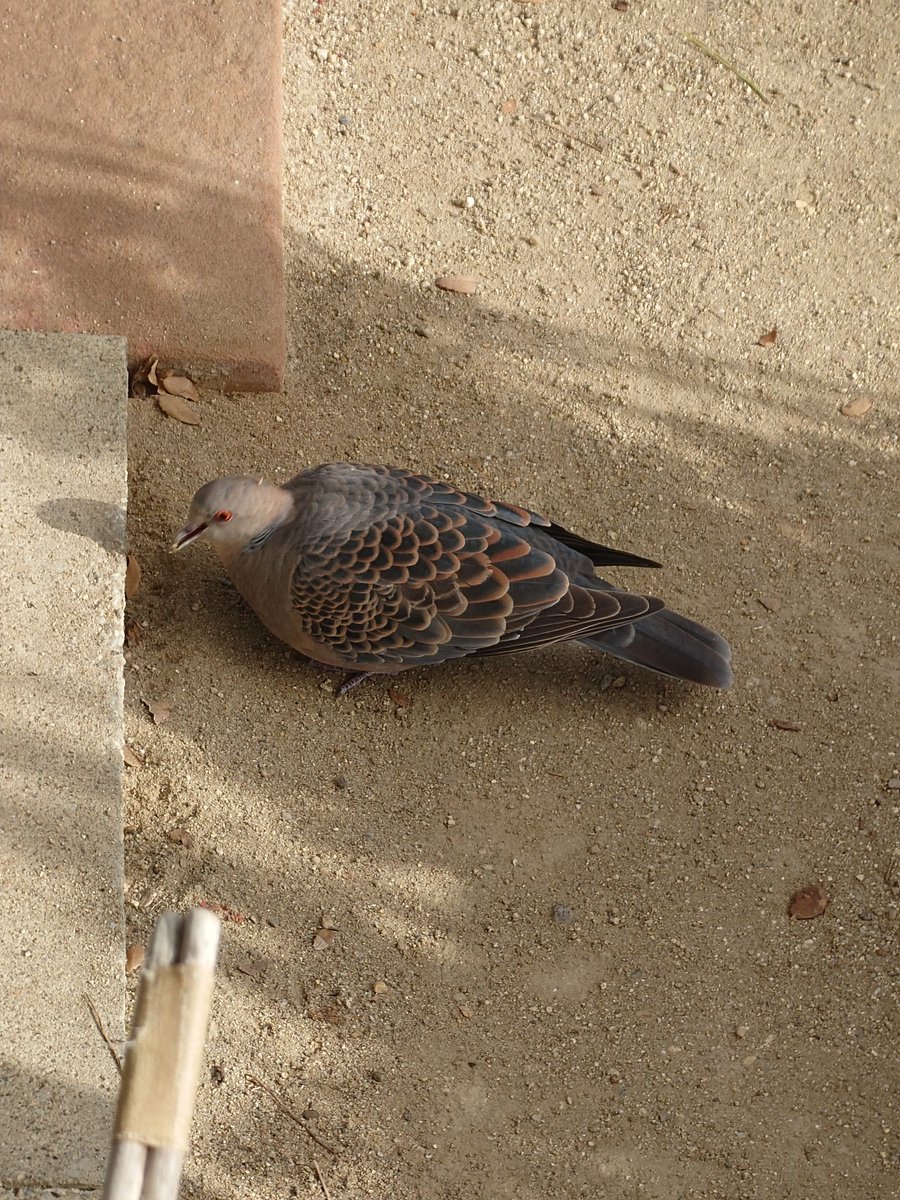 ナオキ tweet media