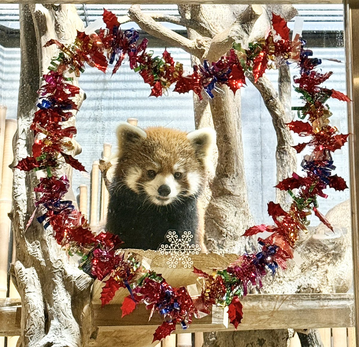 Ohainko's tweet image. かえでちゃんもハートイン💕

2026,01,02(金)
かえで
＃レッサーパンダ
＃いしかわ動物園