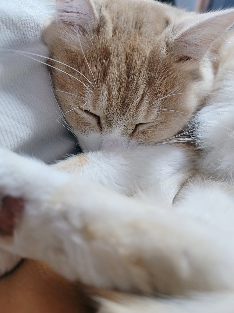 ฅねこねこฅページ 完全ガイドシリーズ347] はじめてでも安心 ネコとの新生活完全ガイド