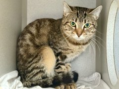 PeterAskin1's tweet photo. Dear juvie Calipso really feels the fear
& knows at NYC ACC death is near
She was sweet in her home I see
& she will be again when she's free!
If you live in #NewYork town
adopt so they don't put her down!
Tag @AdamsPaulGrimke with pledges!
BEYOND URGENT! 🙏
https://t.co/5jHXlWphhG #nycacc #boroughbred