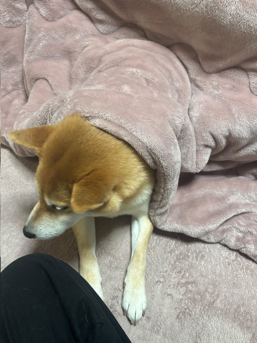 lyrical24kkk's tweet photo. こたつ https://t.co/jMSI9vQBQP