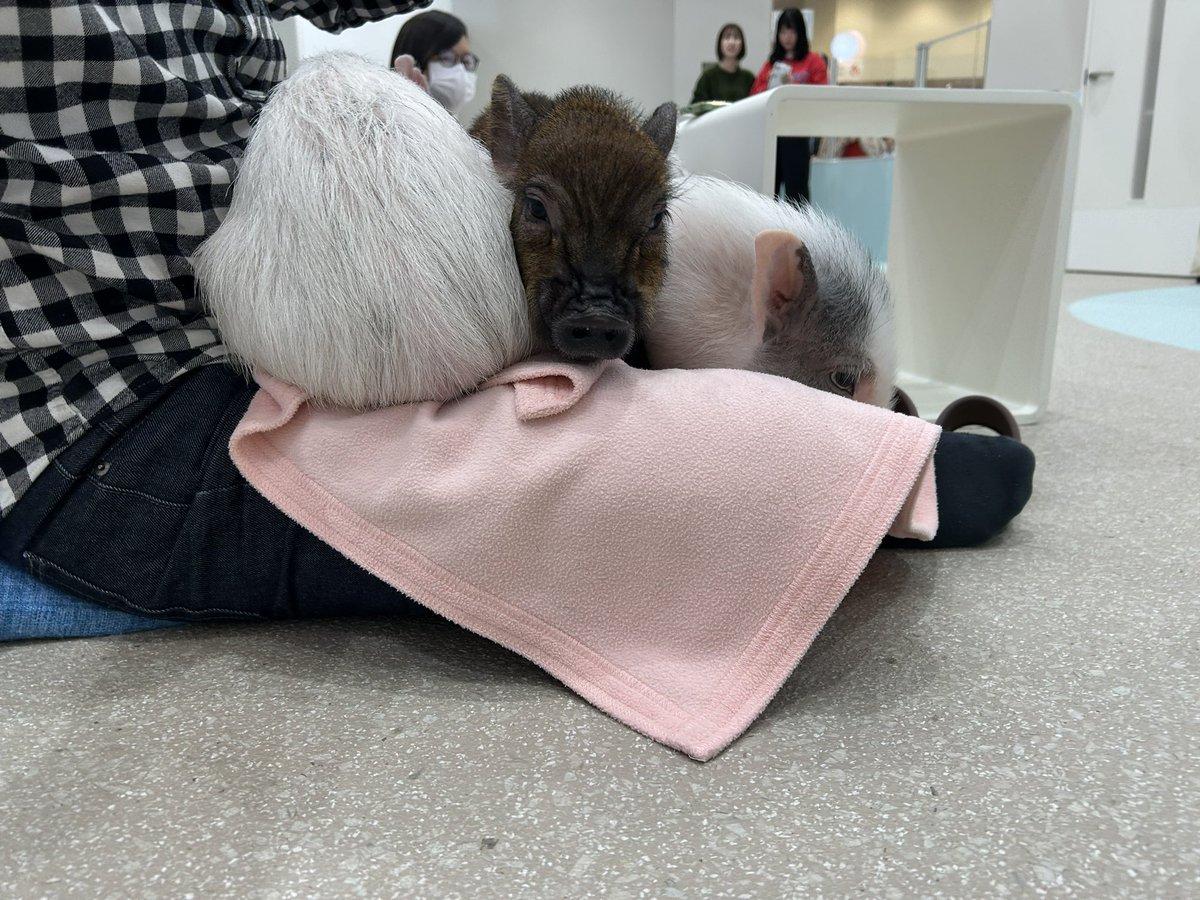 ぶぅーちゃん‪‪‪‪❤︎‬\