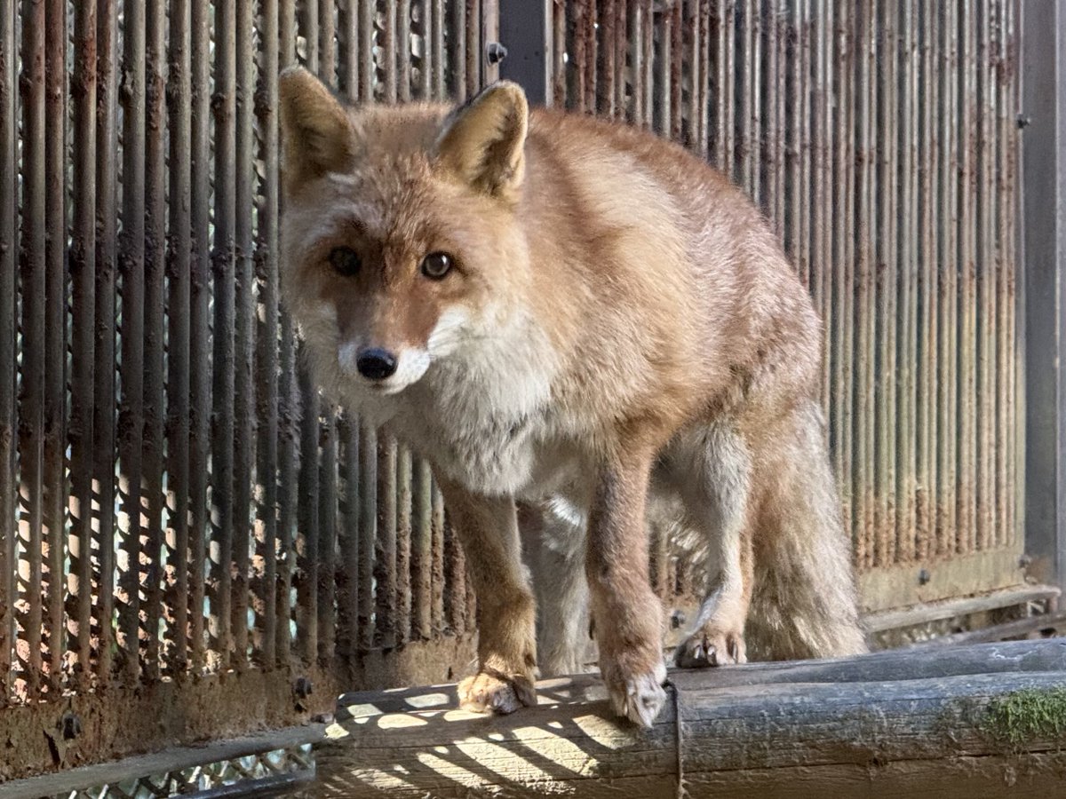 のっさん 🦊初めしました！