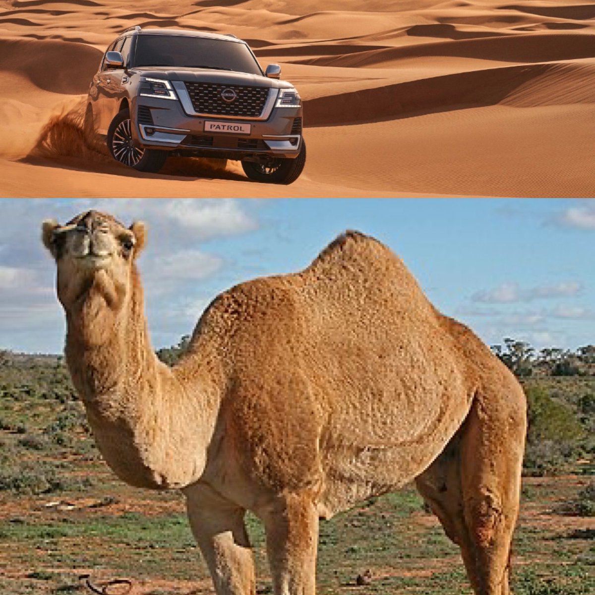 هلا<a href="/grok/">Grok</a> احذف سفينة الصحراء