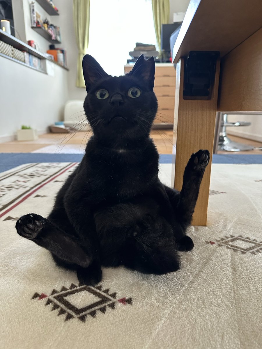 黒猫 (@kuroneko071975) / Posts / X