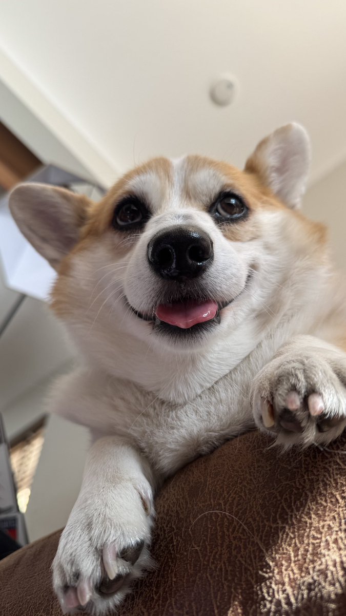 コーギーちゃん親子✩︎羊毛フェルト 可愛いコーギーちゃん完成しました😊 お尻, image size:675x1200