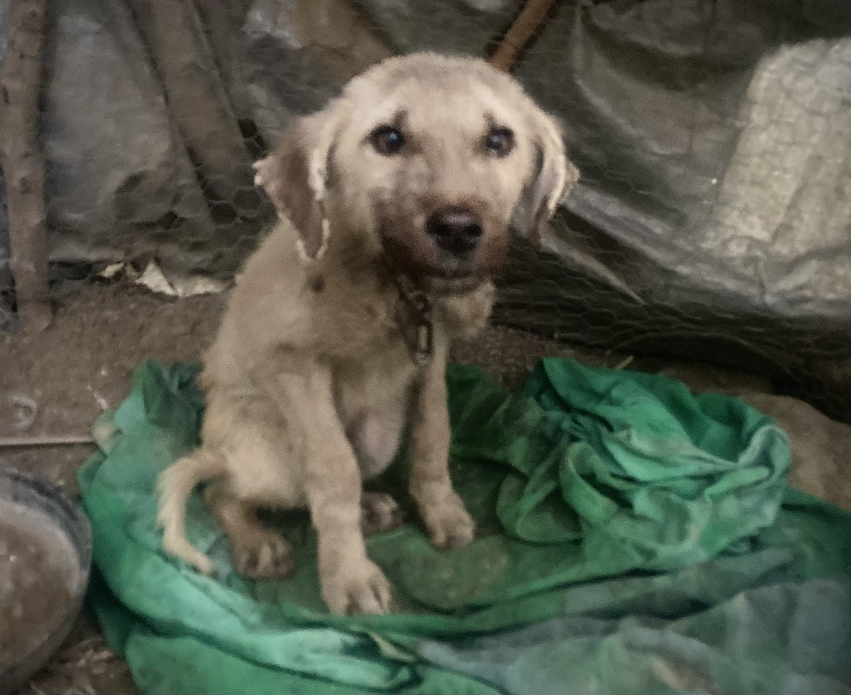 Bir hevesle alınmış, sonra bir kenara atılmış.

Günlerce aç dolaşmış…
Yağmurda titreyerek, soğukta büzüşerek hayatta kalmaya çalışmış.

İki gün önce yol kenarında buldum.
Yaşam alanıma aldım.

Bu bir “sokak köpeği” değil.
Bu, insanın terk ettiği bir yavru.

Sevmek zorunda
