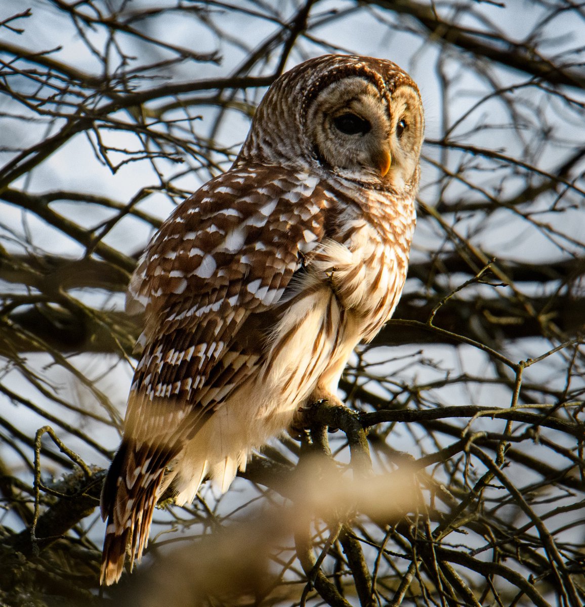 The Hoarse Whisperer tweet media