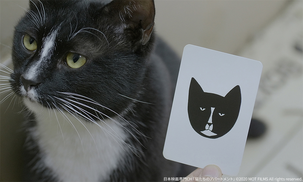 2月のオススメ🐾 ◤2.22 猫の日スペシャル・猫と人間のバラード◢ 今年