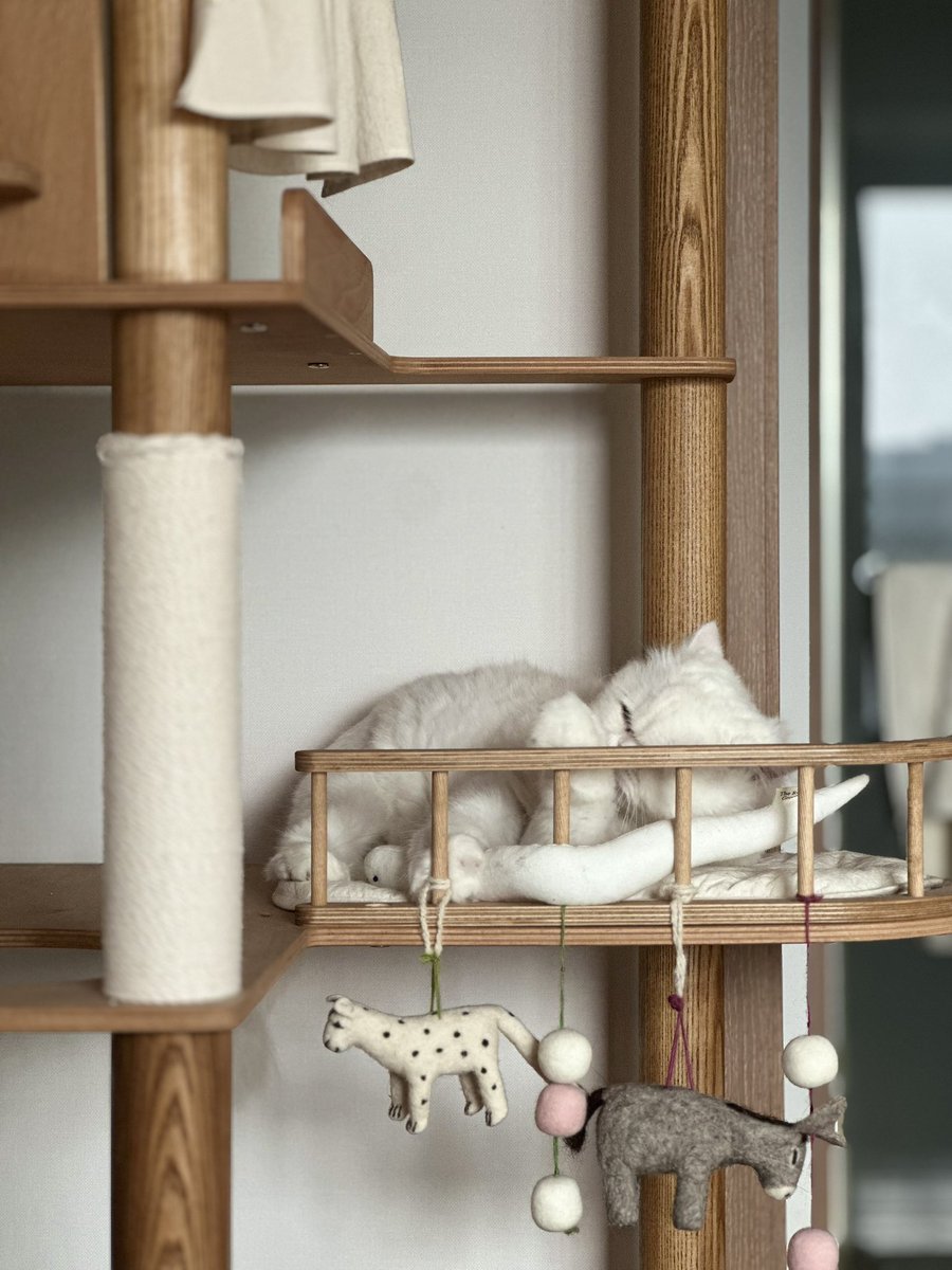 Miel_Jade's tweet image. 우리 첫찌 김점프이치씨도 번식장 출신에 가정분양 4년차에 파양 되어 내게 온 인연. 심장판막증에 괄약근 조절이 힘들어 아직도 똥스키 타는 이제 7살 페르시안.전발치하고 나서 넘나 발랄해진 모습보며 내 인연이구나, 그동안 고생했다 하고 만다. 지금과 미래가 중요해, 우리에겐! 
사랑해, 큰아들!