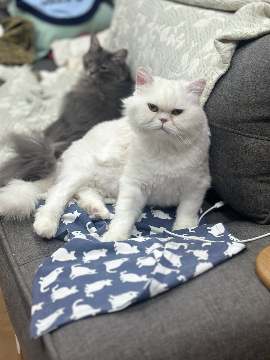 Miel_Jade's tweet image. 우리 첫찌 김점프이치씨도 번식장 출신에 가정분양 4년차에 파양 되어 내게 온 인연. 심장판막증에 괄약근 조절이 힘들어 아직도 똥스키 타는 이제 7살 페르시안.전발치하고 나서 넘나 발랄해진 모습보며 내 인연이구나, 그동안 고생했다 하고 만다. 지금과 미래가 중요해, 우리에겐! 
사랑해, 큰아들!