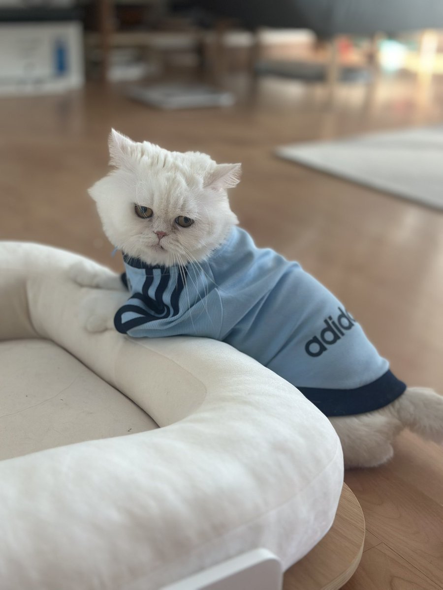 Miel_Jade's tweet image. 우리 첫찌 김점프이치씨도 번식장 출신에 가정분양 4년차에 파양 되어 내게 온 인연. 심장판막증에 괄약근 조절이 힘들어 아직도 똥스키 타는 이제 7살 페르시안.전발치하고 나서 넘나 발랄해진 모습보며 내 인연이구나, 그동안 고생했다 하고 만다. 지금과 미래가 중요해, 우리에겐! 
사랑해, 큰아들!