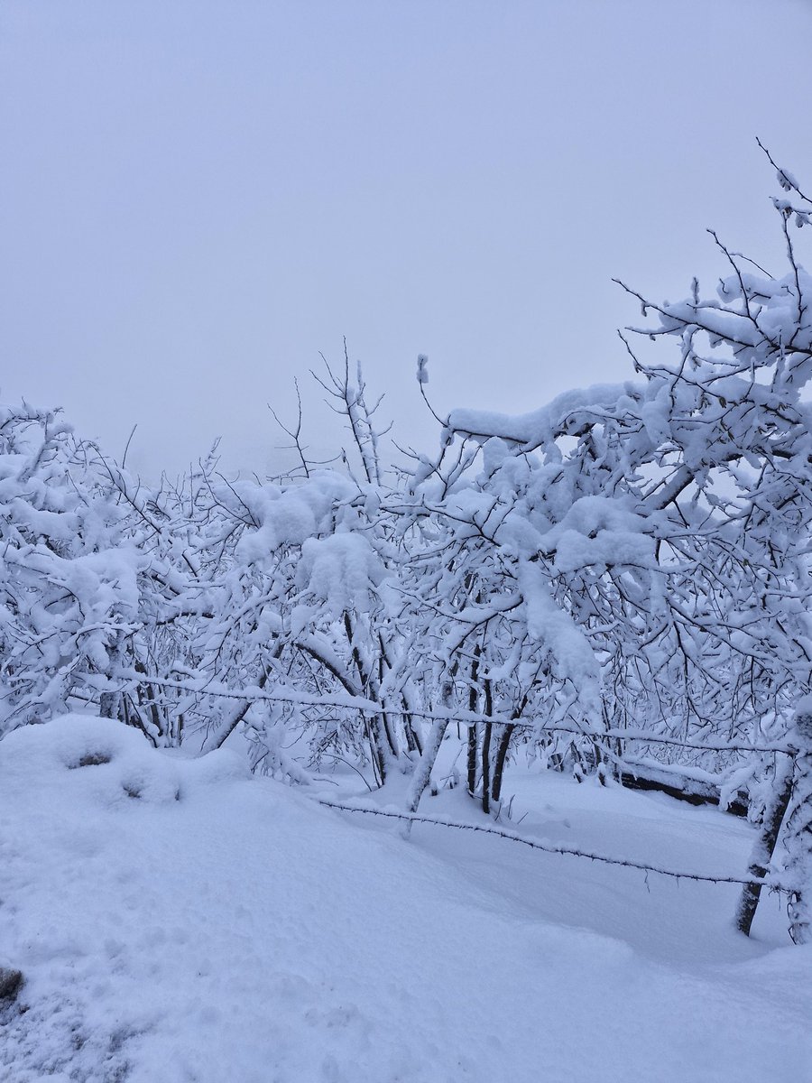 Karlı bi günden herkese günaydın 😎