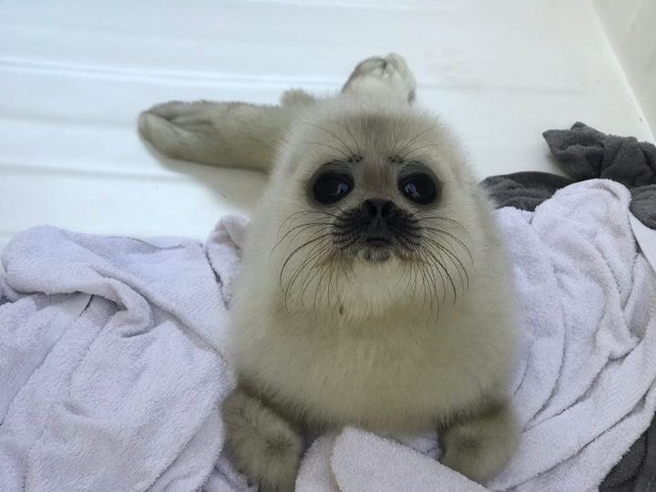 goobygirl2's tweet image. 