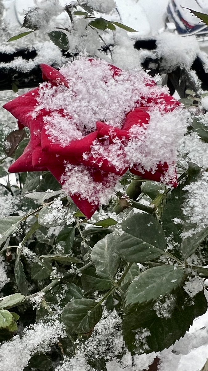 🐦‍🔥

Acı tatlı her şey geçiyor; kendine geç kalmanın sızısı geçmiyor.

-Anka kuşu

#hayat #insan 
#zaman

Fotoğraf: Anka kuşu