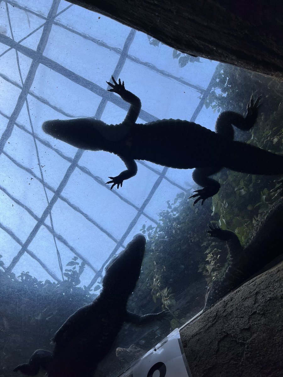 今年もよろしくお願いします
#バナナワニ園