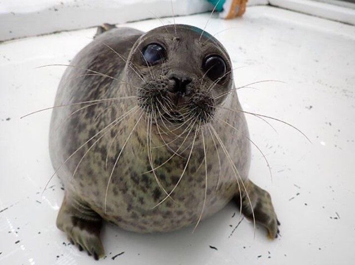 goobygirl2's tweet image. 