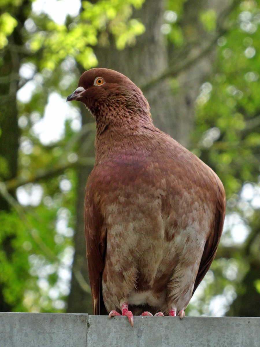 RealityDesignz's tweet image. Một số nhà hàng cung cấp đũa được bọc trong giấy, sẵn sàng sử dụng 🥢📜