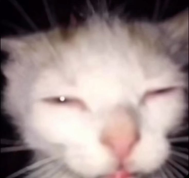 ACMolgaard's tweet image. ⭐おやすぅ⭐