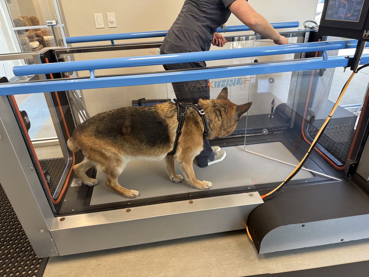 2025 round up. I traveled to an insane amount of tourneys (3 countries in 2 days!) I day 2’d NAIC, I saw critical role and dimension 20 live. Saw Magdalena Bay again. Donated 13 inches of my hair. Strider started physical therapy. It’s been a whirlwind. I’m deciding to be happy.