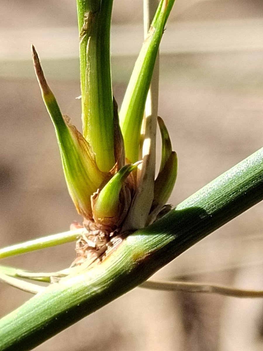 صلوا عليه وسلموا كي تربحوا
ضعف الصلاة من الرحيم تكرّما
#اللهم_صل_وسلم_على_نبينا_محمد
ما تعاقب الليل والنهار
وعلى آله وصحبه أجمعين
وتابعيهم بإحسان إلى يوم الدين
وعنا معهم اشملنا برحمتك ياأرحم الراحمين
#السليمي
#مزارع
#نباتات_برية
 #السعد
Scirpiides holoschoenus
#Pseudovivipary