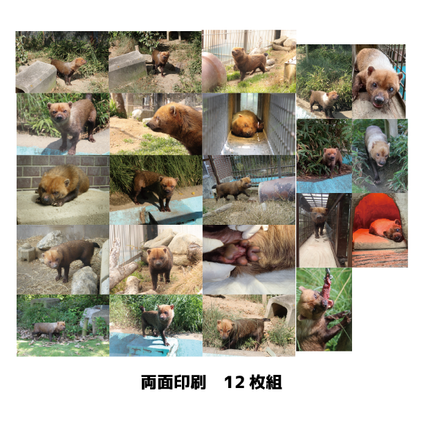 maruページ 𝑚𝑎𝑟𝑢(ﾏﾙ) (@maru2022) / Posts / X