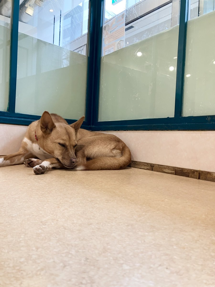 PwjShonan's tweet photo. 新メンバーの昇子(しょうこ)ちゃん🐶

湘南に来てから1週間ほどが経ちました🐾
広いお部屋では窓側で過ごすことが多いです♪

まだ来て間もないですが
来場者の方におやつアピールしたり
おもちゃで遊んだりすることができています✨

昇子　推定9歳　約13kg

#保護犬 #元野犬 #里親募集中 https://t.co/v6LehlUv7x
