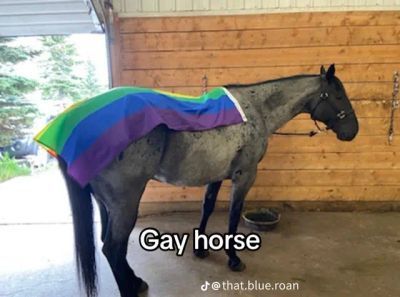 equine__dentist's tweet image. 