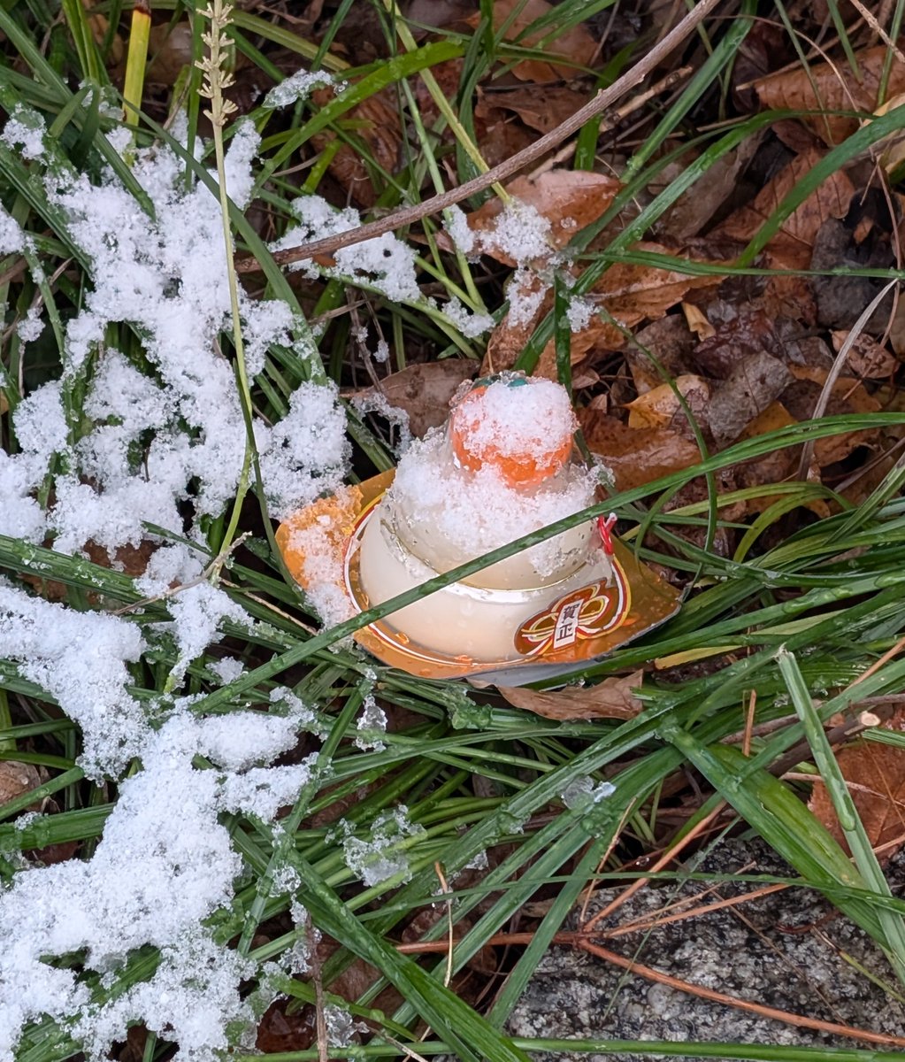 野良鏡餅いた。時期的にどうしても数が増えるから、野良も出てきてしまうんだなぁ。ずっとのおうちが見つかりますように
