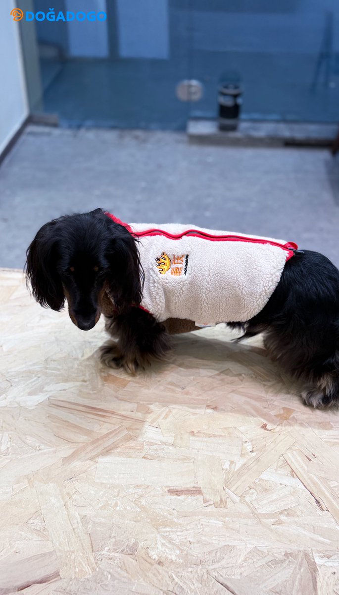 dogadogo2023's tweet image. 🐎 Mini pups in the Year-of-the-Horse edition—too cute to handle!
New Year vibes are officially on in Chongqing 🧧✨
DGDG Chongqing Limited × Year-of-the-Horse Limited—wishing every pup a warm, lucky 2026.

#DGDG #DOGADOGO #ChongqingLimited #YearOfTheHorse #Petwear #DogFashion