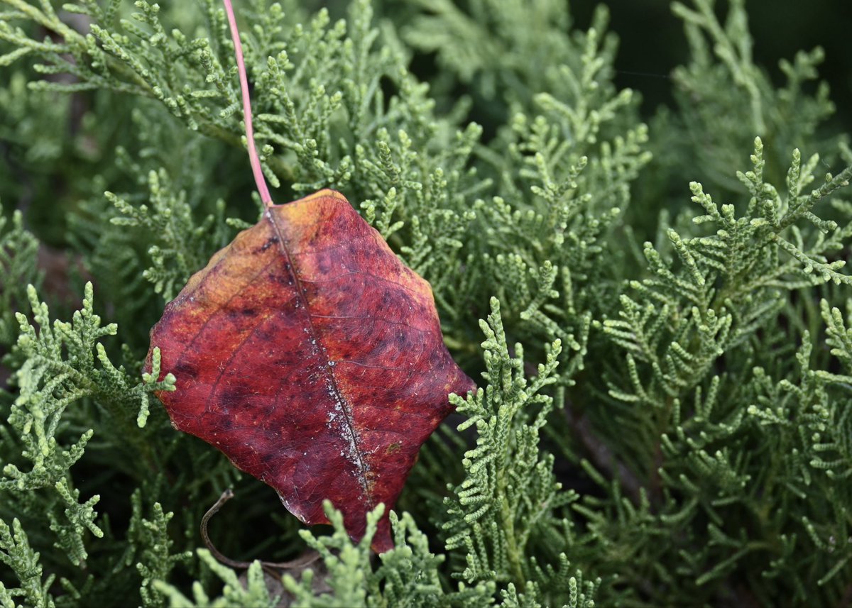 a small thing
#photography