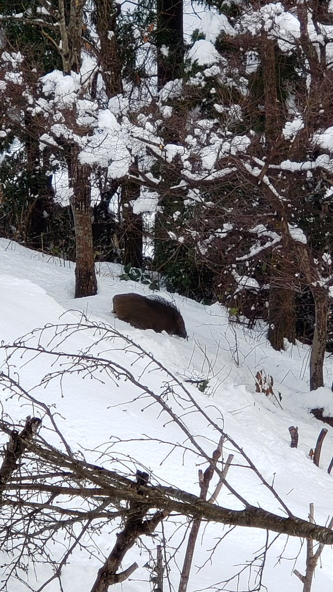 urucommm's tweet photo. 実家の窓からイノシシ発見。動いてるの初めて見た···。やはりこの冬の野性動物は人里まで下りてくる確率上がってるんですね。
干支違いだけどそんな新年初ポスト。明けましておめでとうございます。 https://t.co/86Teg20ate