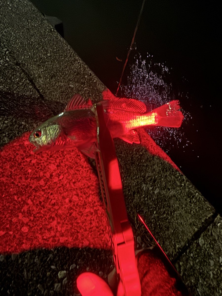 今日も1時間半で何とか11匹で強風で強制終了