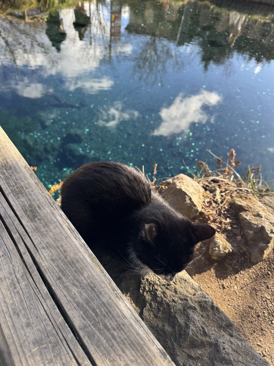 キレイな池と🐈‍⬛ちゃん❣️