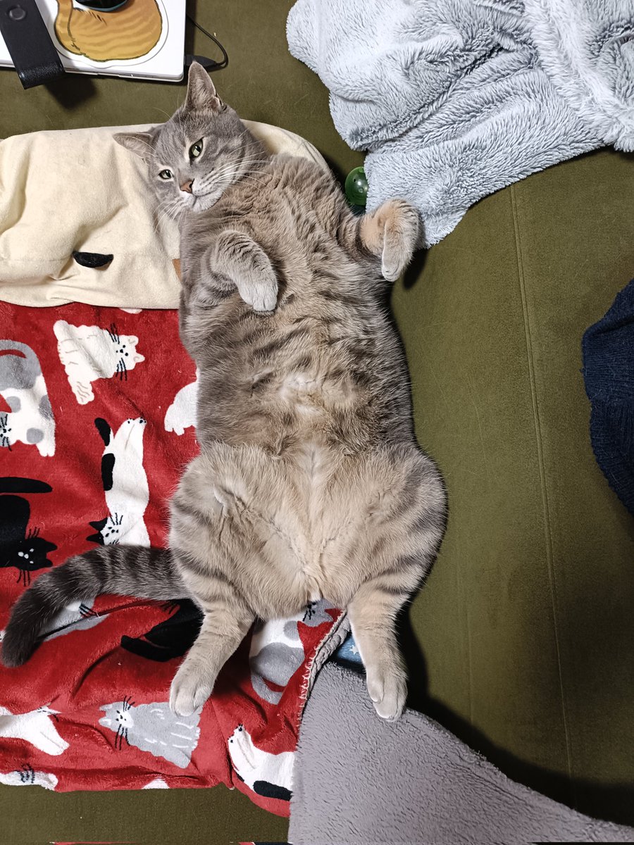 うさねこ (@rabbicat_neko) / Posts / X