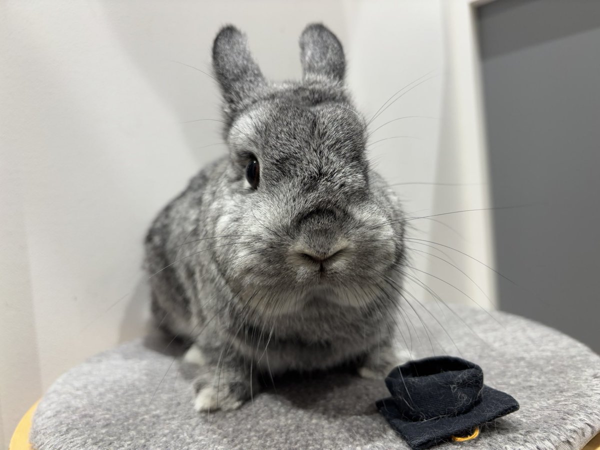 本日の卒業生🎓
むちむちボディーが魅力的🩷
実はなでなで大好きなツンデレガール🫶
卒業おめでとう！！
#うさぎのしっぽ　#うさぎのしっぽビナウォーク店　#うさぎのいる暮らし　#うさぎ好きさんと繋がりたい　#うさぎ専門店　#토끼　#兔子　#rabbit