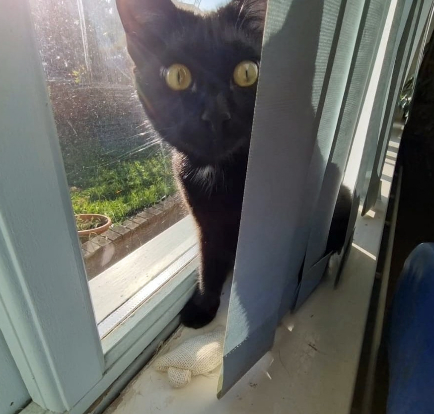 CatCall_UK's tweet image. Have you seen this dear Cat missing from Linley Drive Hastings, see details and contact information catcall.org.uk/lost-and-found…
#CatMissinginHastings #MissingCat #CatCall #GettingCatsHome #Caring4Cats #CatRescue #lovecats