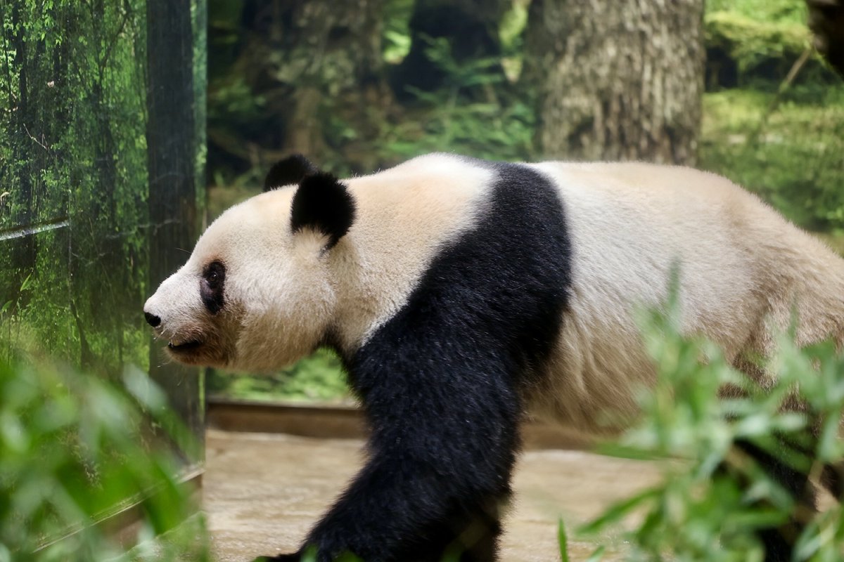 ウロウロだけど優しい顔のシャオくんとレイちゃん☺️キャンセル拾いで🇯🇵一般参賀の後に観覧📷家族と一緒で東園には行けず　#ジャイアントパンダ　#パンダ　#上野動物園  #シャオシャオ 　#レイレイ